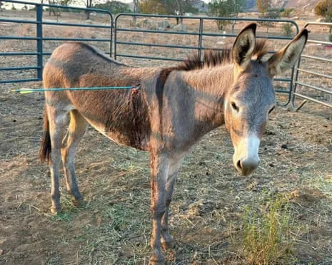 Wild Ass Healing After Newest Projectile Strike on Feral Donkeys in the Golden State